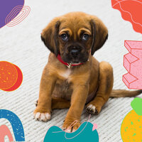 Cheerful Dog Therapy - Dog Sleep Dreams