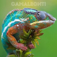 Camaleonti - G___so & Lavinia