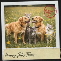 Paisaje sonoro bañado por el sol - Cat Music Therapy & Dog Relaxation & Focus and Work