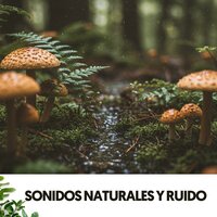 Flowing Creek Sonata - Solfeggio Frequencies 528Hz & The Rain Factory & Brainwave Samples