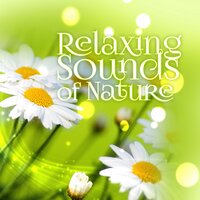 Music for Meditation - Serenity Nature Sounds Academy