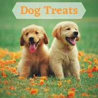 You Are So Cute - Music for Dogs Collective