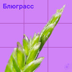 Блюграсс