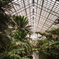 Swaying Palm Trees - Nature Recordings & Childrens Music & Pro Sounds of Nature