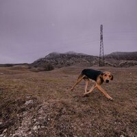 Nutmeg - Wasta