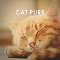 Cat Purr: 1 Hour Asmr Sound for Sleep, Study and Concentration - Relaxing White Noise Sounds