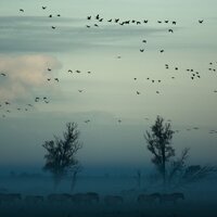 Transcending Dreams - A Sudden Rainstorm & Shakuhachi Sakano & Rain Sound Plus