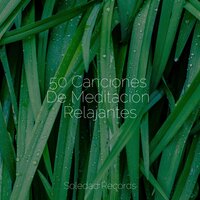 Momentos De Pilates - Musica Para Meditar y Relajarse & Meditacion & Música Zen Relaxante