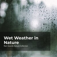 Rain in the Landscape - ASMR Rain Sounds & Rain Sounds Nature Collection & Sleepy Rain