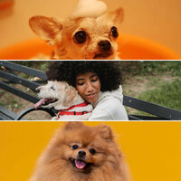 Lonely Smooth Jazz Sax Ballad - Vibe for Dog Care - Dog Calming Music