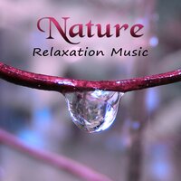 Ocean Healing - Beautiful Nature Music Paradise