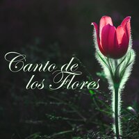 Nuevo Mundo - Ananda Calma