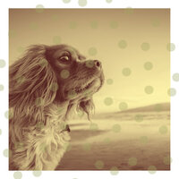 Simplistic Ambiance for Keeping Your Dog Happy - Dog Music Experience