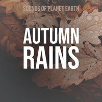 Ambient Calming Sounds of Cafe and Rain - Sounds of Planet Earth