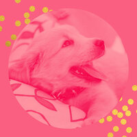 Exciting Music for Doggy Mental Health - Music For Your Dog