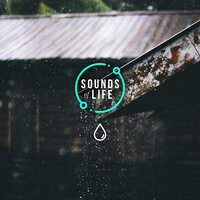 Rain on Concrete and Iron Sheet Roof, Pt. 7 - Sounds Of Life