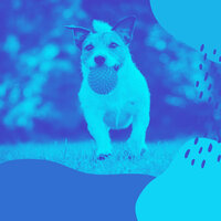 Suave Calming Puppies - Jazz for Dogs