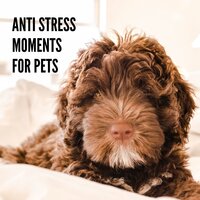 Music for Dogs and Cats - Pet Care Club
