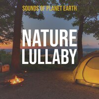 Gentle Night Crickets and Light Distant Rain with Thunder - Sounds of Planet Earth