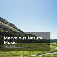 Hushed Silent Forest - Nature Sounds & Nature Sounds Nature Music & Sleep Sounds Of Nature