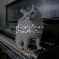 Touch of Love - Peaceful Piano & PianoDreams & Piano Music