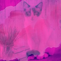 Моменты (Милые кошки) - Кошачья музыка гостиная