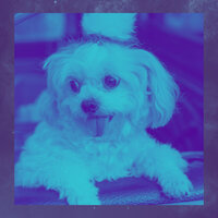Exciting Separation Anxiety - Dog Relaxation Music