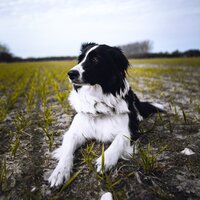 Evening Lights - Musique pour Chiens & Musique pour Animaux de Compagnie & Musique Relaxante pour Chiens
