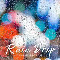Rain Meditation - Forest Rain FX & The Rain Library & Rain Sounds ACE