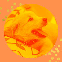 Hip Ambiance for Separation Anxiety - Relaxing Dog Music Society