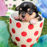Casual Tenor Saxophone Solo - Vibe for Sleeping Puppies - Dog Music Waves