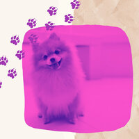 Inspired Well Behaved Dogs - Doggy Music Radio