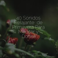 Universo De Surf - Naturaleza & Massagem Coleção de Músicas & Musica Para Dormir y Sonidos de la Naturaleza