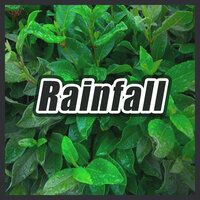 Fall Is Here - Rain Sounds & White Noise