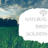 Nature Sounds - Flying Birds - Nature And Bird Sounds & Natural Spirit