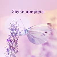 Тихие моменты - Духовная Медитация Aкадемия