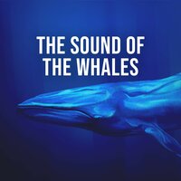 The Sound of the Whales, Pt. 13 - Relaxing White Noise Sounds