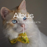 Albus - Forest