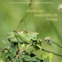 Meconema thalassimum - Fernand Deroussen