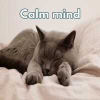 Mental quietude - Mental ease & Tranquil Thoughts & Brain serenity
