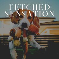 Hush for Havanese - Dog Calming Music
