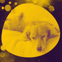 Cheerful Music for Keeping Your Dog Happy - Music For Your Dog