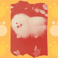 Atmospheric Ambience for Doggy Anxiety - Dog Music Radio