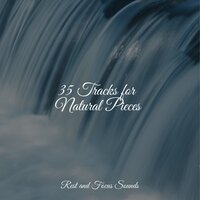 Warming Meadows - Studying Music & Meditação Maestro & The Relaxation Principle