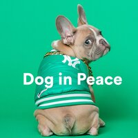 Solo Flight - Calming for Dogs & Dog Music Club & Sleepy Dogs