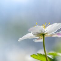 Beautiful Dreams - Nature Recordings & Spa Music Collective & Calming Rainforest Sounds