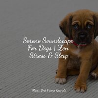 Feeling Calm - RelaxMyDog & Calming Music for Dogs & Relaxation Music For Dogs