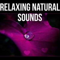 Sound of Silence - Lovely Nature Music Zone