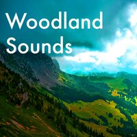Magical Riverside (Crickets and Flowing Water) - Nature Sounds Radio