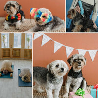 Contemporary Music for Cutest Dogs - Dog Music Zone